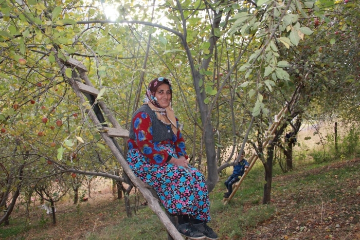 Beytüşşebap’ta Elma Hasadı Başladı