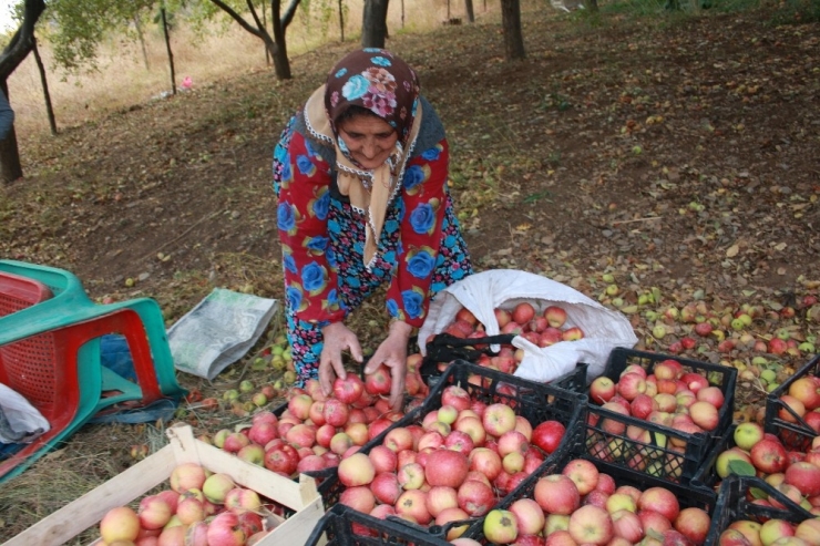 Beytüşşebap’ta Elma Hasadı Başladı