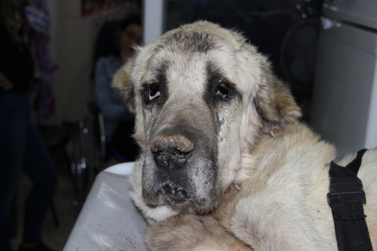 Ölmek Üzereyken Bulunan ’Şanslı’ Kurtarılamadı