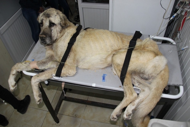 Ölmek Üzereyken Bulunan ’Şanslı’ Kurtarılamadı