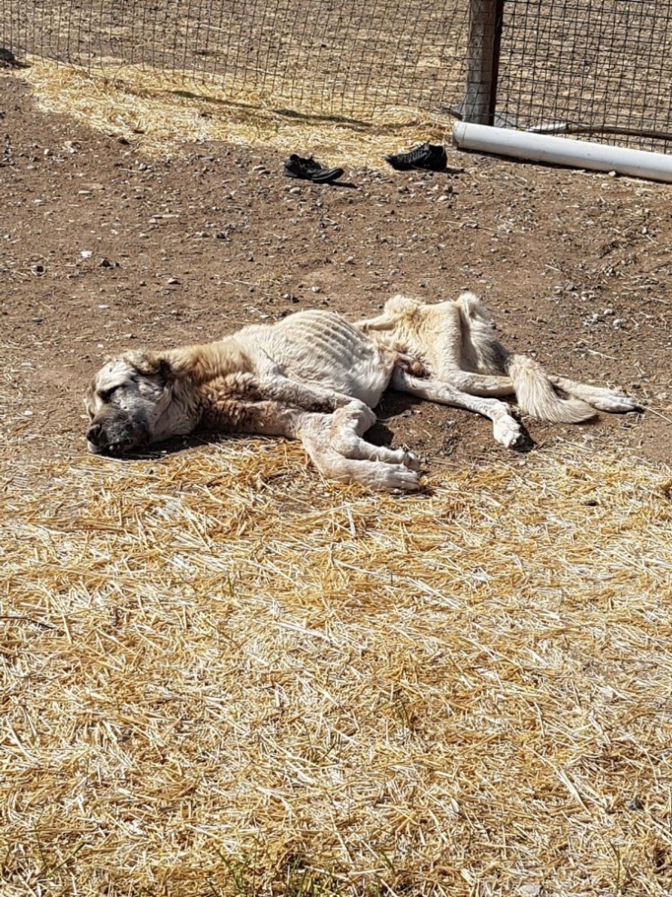 Ölmek Üzereyken Bulunan ’Şanslı’ Kurtarılamadı