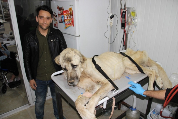 Ölmek Üzereyken Bulunan ’Şanslı’ Kurtarılamadı