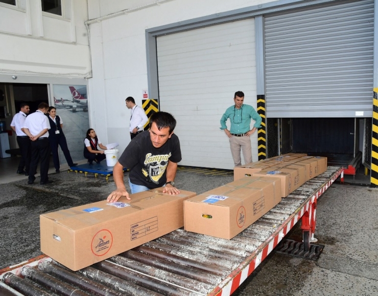 Adana’dan Hollanda’ya 2.5 Milyon Dal Çiçek