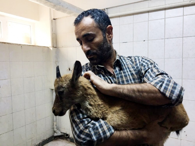 Vatandaşların Bulduğu Dağ Keçisi Tedavi Altına Alındı