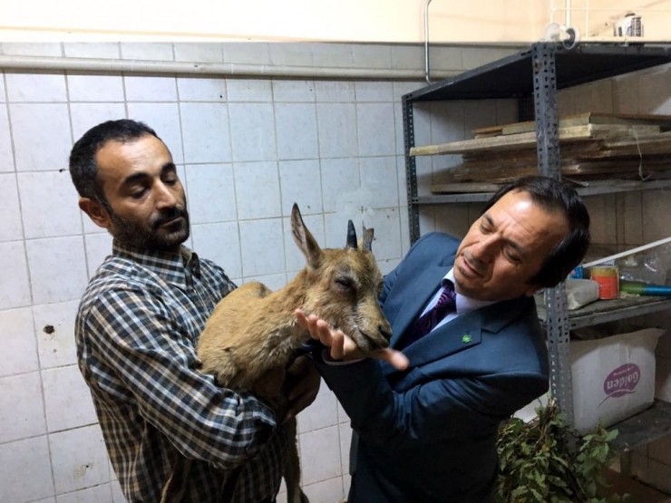 Vatandaşların Bulduğu Dağ Keçisi Tedavi Altına Alındı