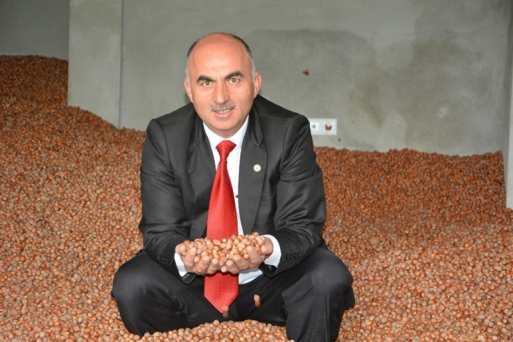 Türkiye’de 2017’de 600 Bin Ton Fındık Üretimi Gerçekleşti