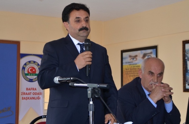 Bafra’da Tütün İndirme Kuraları Çekildi