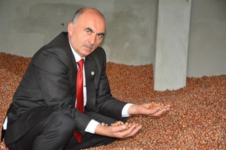 Türkiye’de 2017’de 600 Bin Ton Fındık Üretimi Gerçekleşti