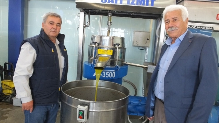 Zeytinde Yüksek Verim Ve Kalite Üreticiyi Sevindirdi