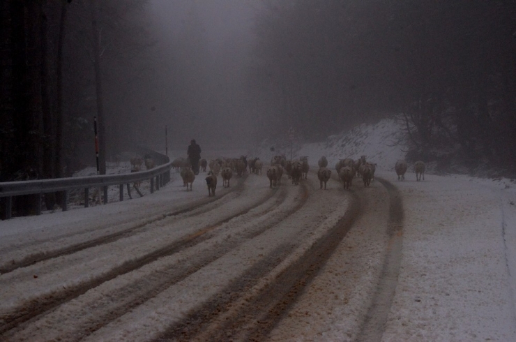 Uludağ’a Kar Yağdı, Koyunların Zirve Kampı Erken Bitti