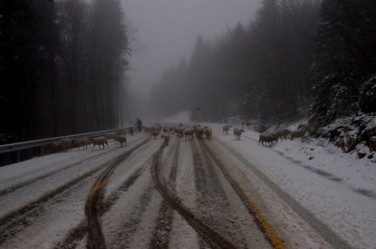 Uludağ’a Kar Yağdı, Koyunların Zirve Kampı Erken Bitti