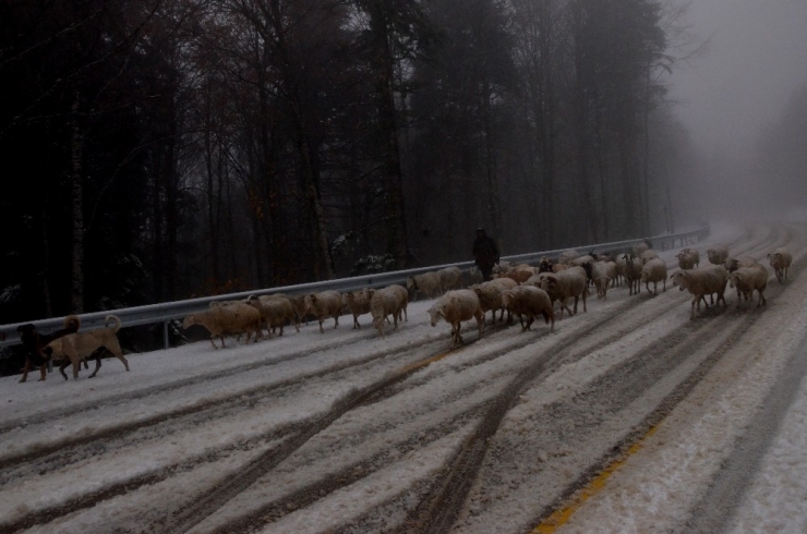 Uludağ’a Kar Yağdı, Koyunların Zirve Kampı Erken Bitti