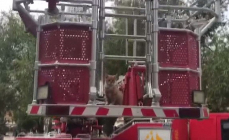 Elazığ’da Kedi Kurtarma Operasyonu