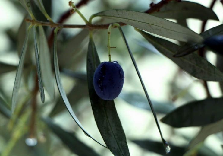 Kuraklık Sonrası Yağmur, Zeytine İlaç Gibi Geldi