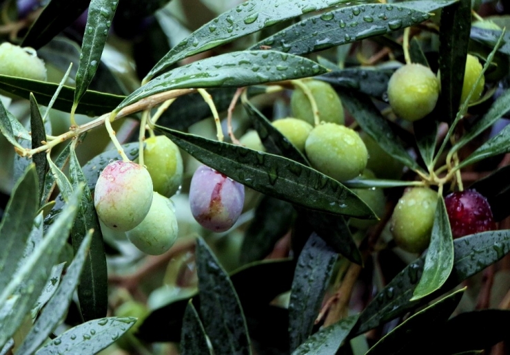 Kuraklık Sonrası Yağmur, Zeytine İlaç Gibi Geldi