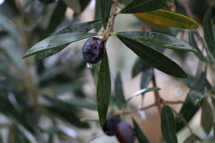 Kuraklık Sonrası Yağmur, Zeytine İlaç Gibi Geldi