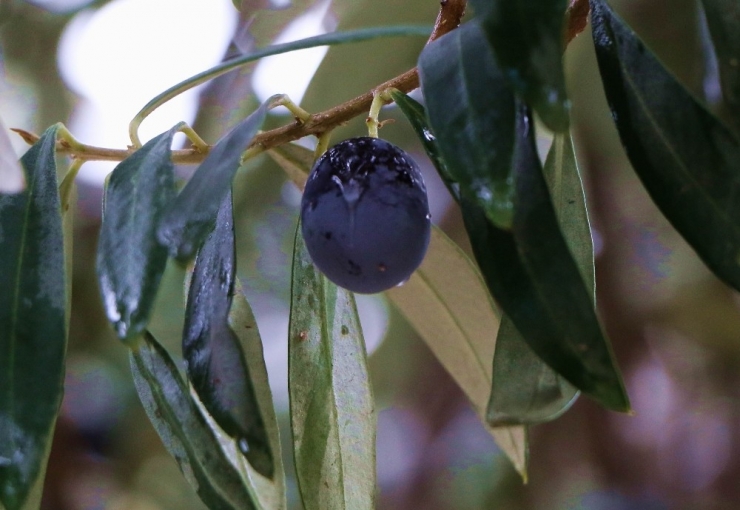 Kuraklık Sonrası Yağmur, Zeytine İlaç Gibi Geldi