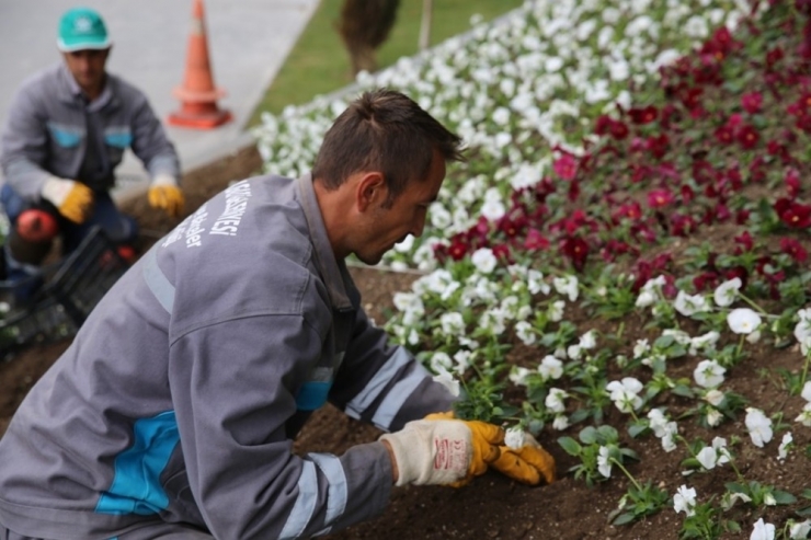 Melikgazi 40 Bin Adet Lale Soğanı Aldı