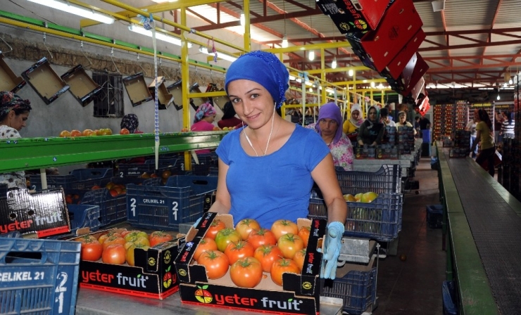 Rusya Kapısını 50 Bin Ton Türk Domatesi İçin Açıyor