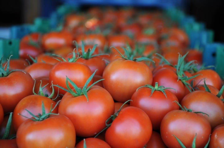 Rusya Kapısını 50 Bin Ton Türk Domatesi İçin Açıyor