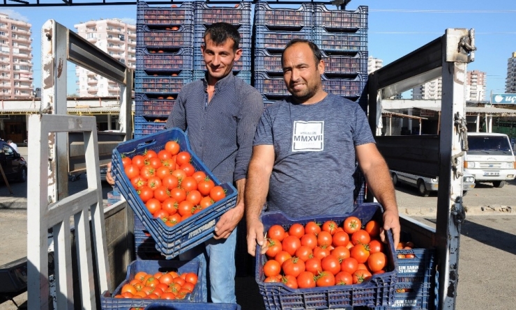 Rusya Kapısını 50 Bin Ton Türk Domatesi İçin Açıyor