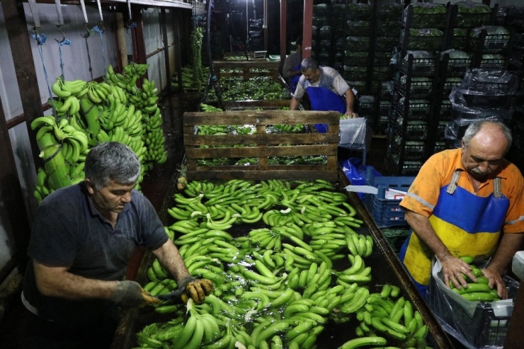 Anamur, Türkiye’nin Muz İhtiyacına Yetişemiyor