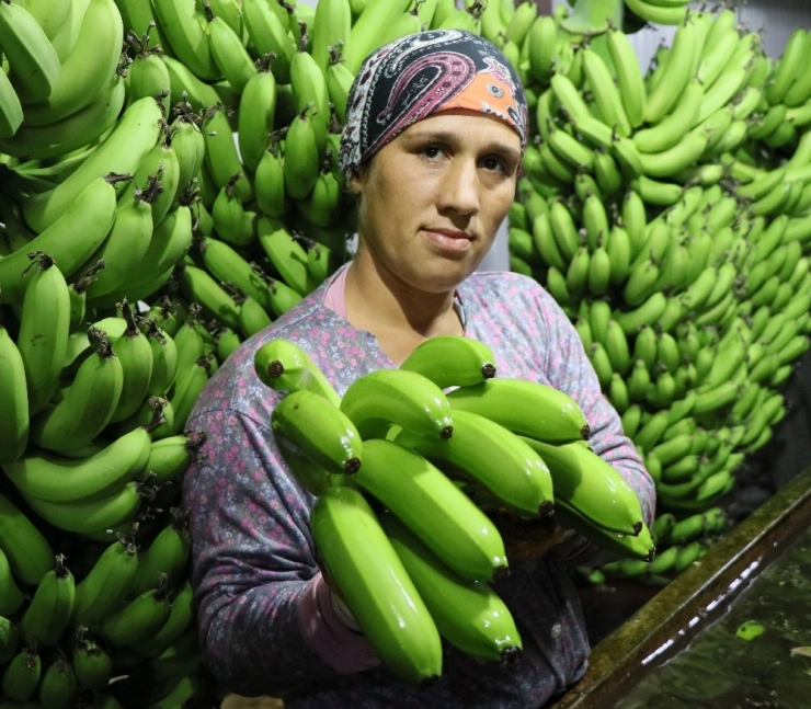 Anamur, Türkiye’nin Muz İhtiyacına Yetişemiyor