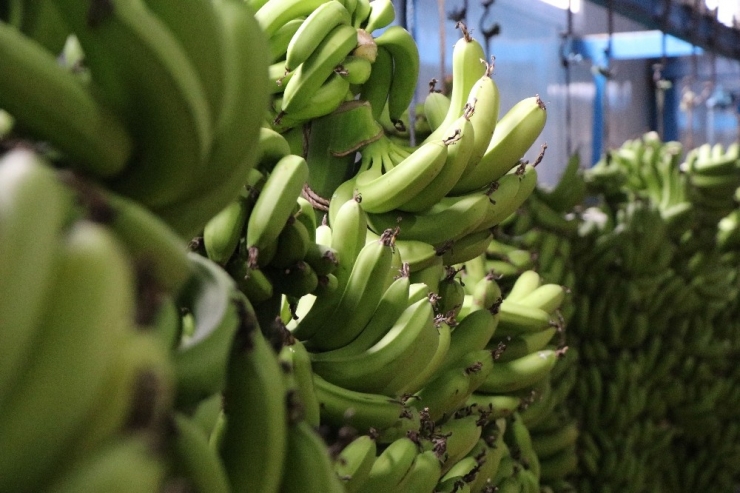 Anamur, Türkiye’nin Muz İhtiyacına Yetişemiyor