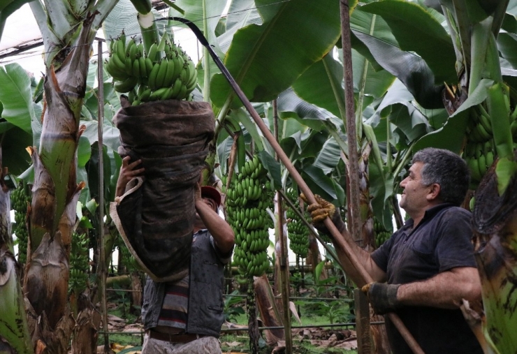 Anamur, Türkiye’nin Muz İhtiyacına Yetişemiyor