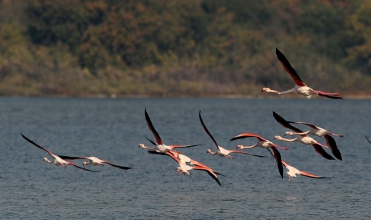 Flamingolar Türkiye’yi Sevdi