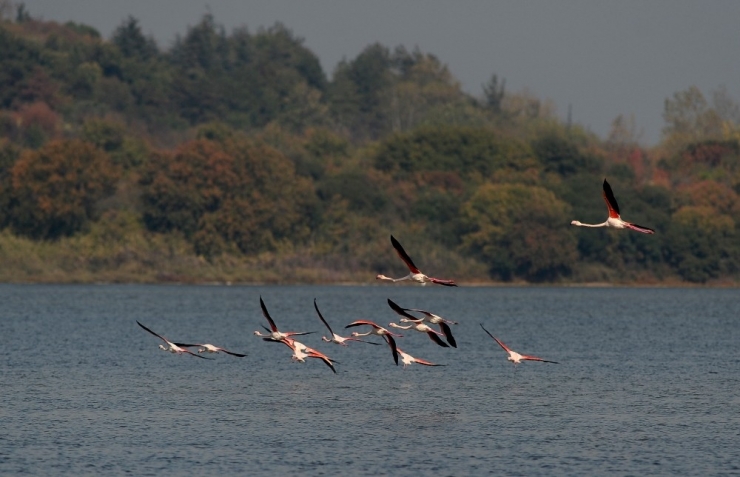 Flamingolar Türkiye’yi Sevdi
