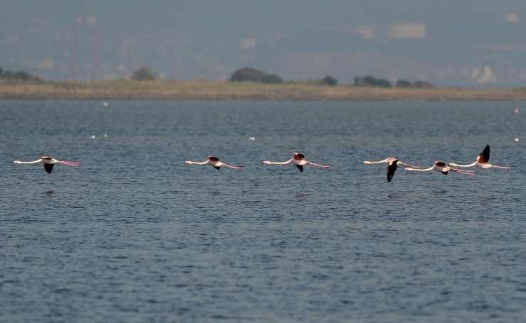 Flamingolar Türkiye’yi Sevdi