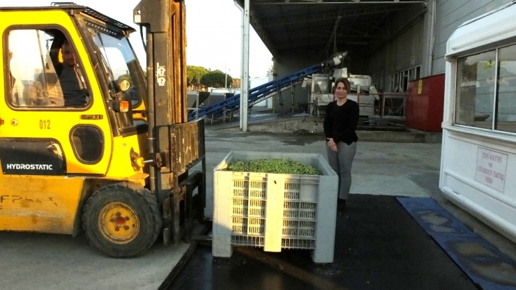 Burhaniye Tariş’de Tartı İşi Gaye Hanımdan Soruluyor