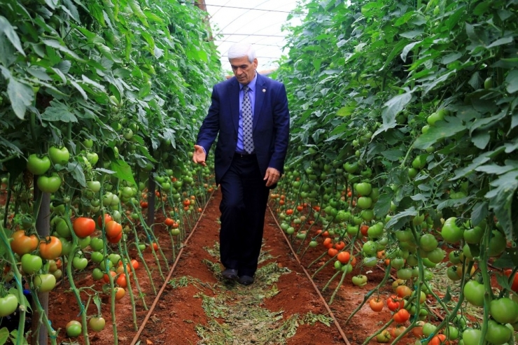 Antalya’da 250 Bin Dönümlük Seradan 170 Bin Kişi Geçimini Sağlıyor