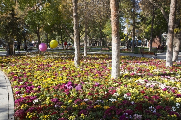 Sonbahar’da 374 Bin 500 Adet Kasımpatı Ve Menekşe Dikimi Yapıldı