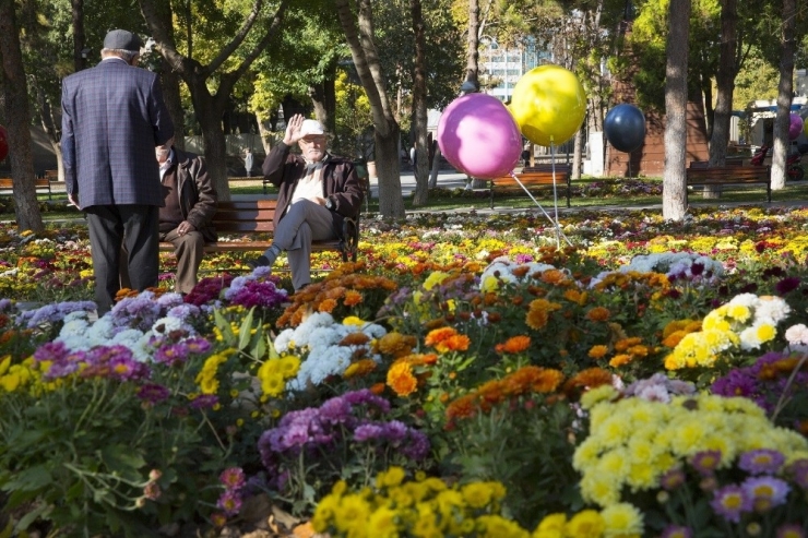 Sonbahar’da 374 Bin 500 Adet Kasımpatı Ve Menekşe Dikimi Yapıldı