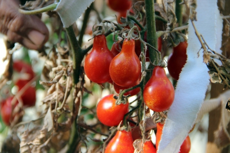 Çocukluğundaki Lezzetin Peşine Düştü, Yüzlerce Tohum Üretti