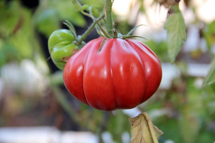 Çocukluğundaki Lezzetin Peşine Düştü, Yüzlerce Tohum Üretti