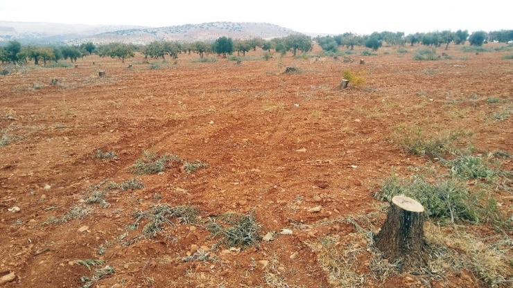Arsasındaki 350 Zeytin Ağacını Kesti