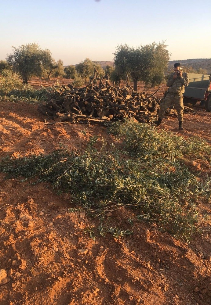 Arsasındaki 350 Zeytin Ağacını Kesti