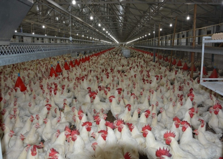 Türk Tavuğunun Japonya’dan Sonra Hedefi Çin