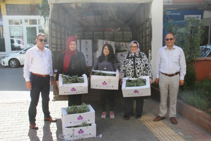 Kadın Çiftçilere 12 Bin Adet Lavanta Fidesi Dağıtıldı