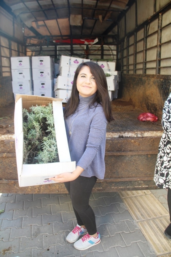 Kadın Çiftçilere 12 Bin Adet Lavanta Fidesi Dağıtıldı