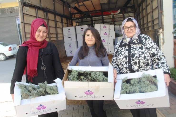 Kadın Çiftçilere 12 Bin Adet Lavanta Fidesi Dağıtıldı