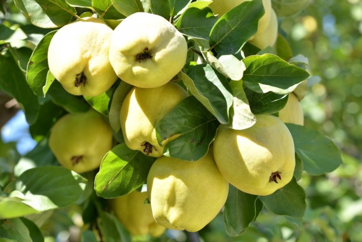 Kahramanmaraş’ta Ayva Hasadı Başladı
