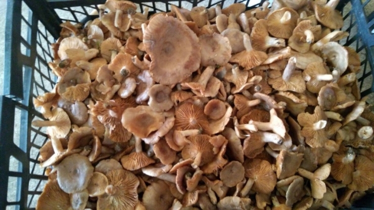 Akçakoca’da Fındık Mantarı Bereketi