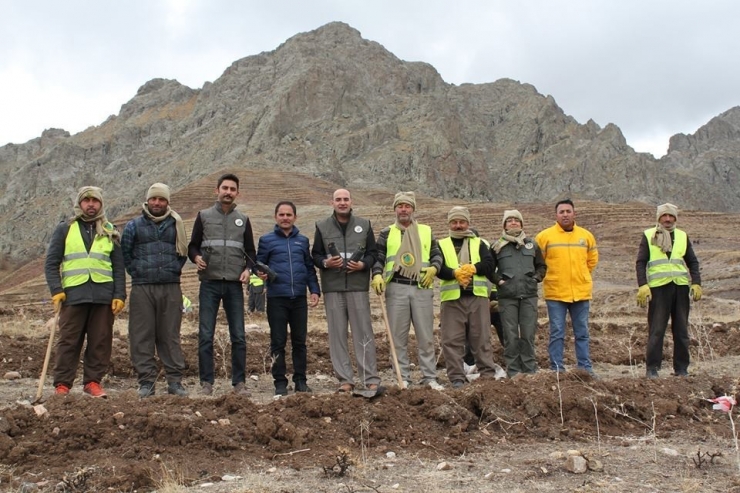 Yaban Hayvanları İçin Meyve Fidanı Diktiler