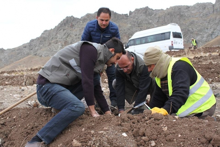 Yaban Hayvanları İçin Meyve Fidanı Diktiler