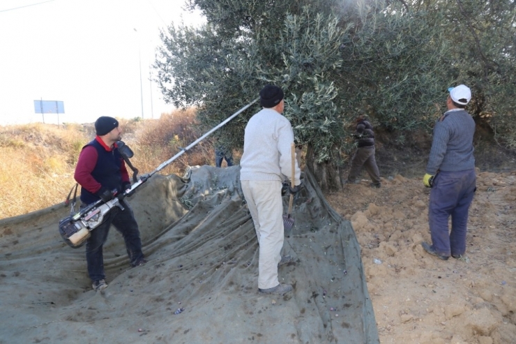 Burhaniye’de Belediye Zeytin Hasadına Başladı