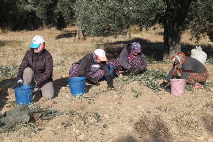 Burhaniye’de Belediye Zeytin Hasadına Başladı